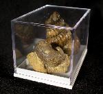 Plastikbox (Mittel) - Bild © FossNet FossilienStore